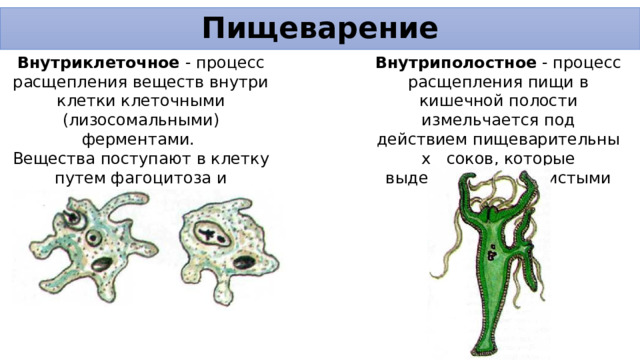 Пищеварение Внутриклеточное - процесс расщепления веществ внутри клетки клеточными (лизосомальными) ферментами. Внутриполостное - процесс расщепления пищи в кишечной полости измельчается под действием пищеварительных  соков, которые выделяются железистыми клетками. Вещества поступают в клетку путем фагоцитоза и пиноцитоза. 