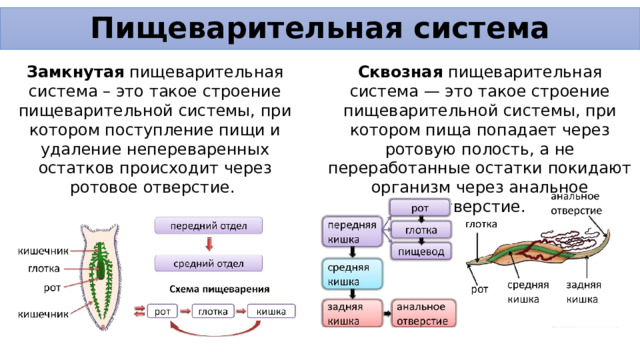 Пищеварительная система Сквозная пищеварительная система — это такое строение пищеварительной системы, при котором пища попадает через ротовую полость, а не переработанные остатки покидают организм через анальное отверстие. Замкнутая пищеварительная система – это такое строение пищеварительной системы, при котором поступление пищи и удаление непереваренных остатков происходит через ротовое отверстие. 