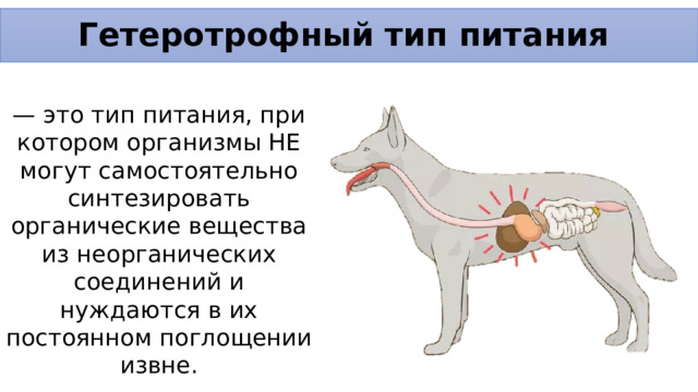 Гетеротрофный тип питания — это тип питания, при котором организмы НЕ могут самостоятельно синтезировать органические вещества из неорганических соединений и нуждаются в их постоянном поглощении извне. 