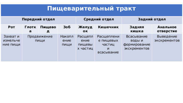 Пищеварительный тракт Передний отдел Рот Глотка Захват и измельчение пищи Продвижение пищи Пищевод Средний отдел Зоб Желудок Накопление пищи Расщепление пищевых частиц Задний отдел Кишечник Расщепление пищевых частиц Задняя кишка Всасывание воды и формирование экскрементов и всасывание Анальное отверстие Выведение экскрементов 