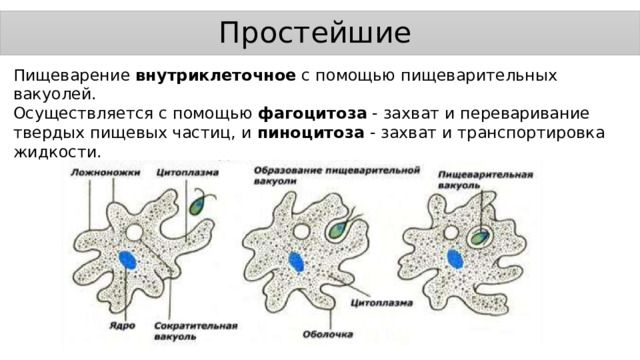 Простейшие Пищеварение внутриклеточное с помощью пищеварительных вакуолей. Осуществляется с помощью фагоцитоза - захват и переваривание твердых пищевых частиц, и пиноцитоза - захват и транспортировка жидкости. 