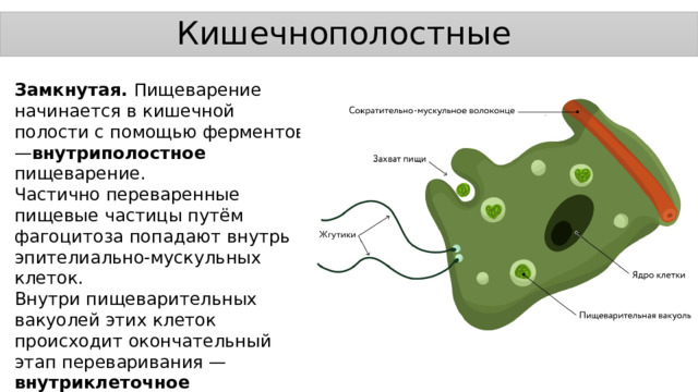 Кишечнополостные Замкнутая. Пищеварение начинается в кишечной полости с помощью ферментов — внутриполостное пищеварение. Частично переваренные пищевые частицы путём фагоцитоза попадают внутрь эпителиально-мускульных клеток. Внутри пищеварительных вакуолей этих клеток происходит окончательный этап переваривания — внутриклеточное пищеварение. 