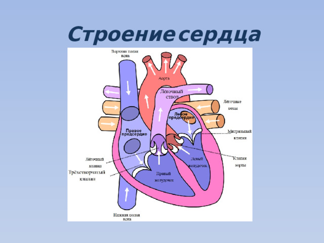 Строение  сердца 