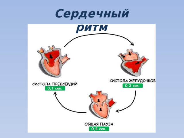 Сердечный ритм 