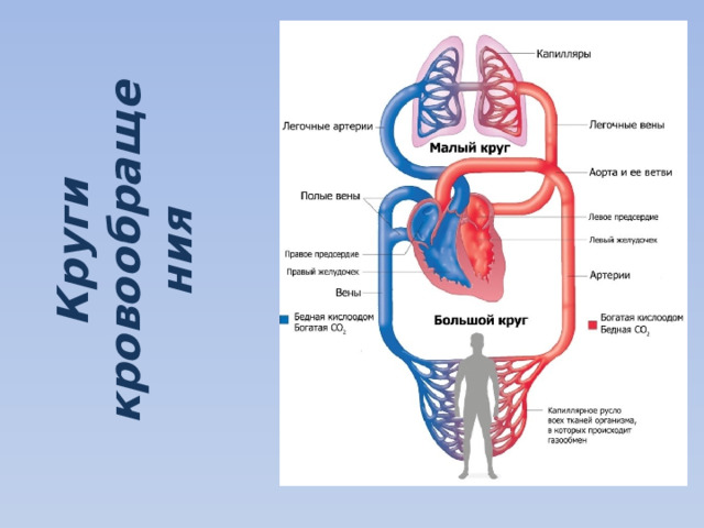 Круги кровообращения 