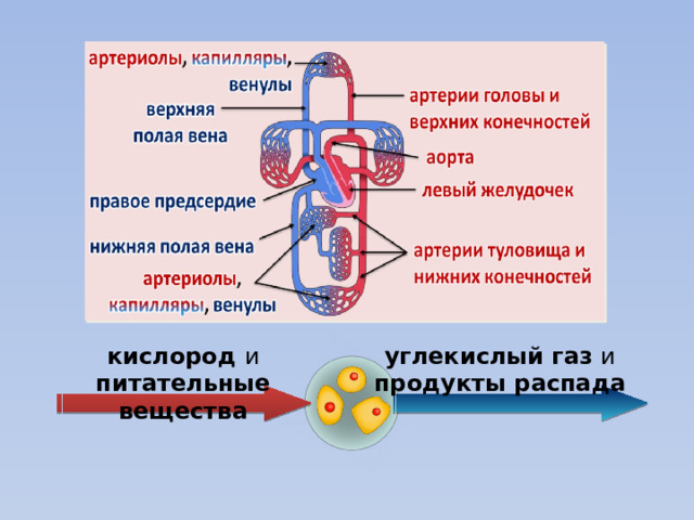 кислород и питательные вещества углекислый газ и продукты распада 