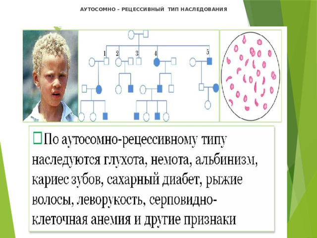 АУТОСОМНО – РЕЦЕССИВНЫЙ ТИП НАСЛЕДОВАНИЯ   