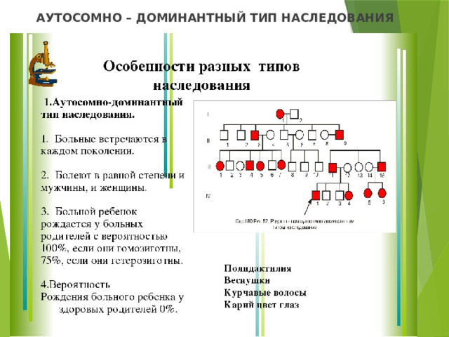  АУТОСОМНО – ДОМИНАНТНЫЙ ТИП НАСЛЕДОВАНИЯ   