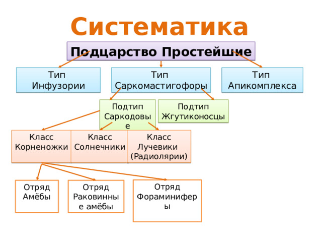 Систематика Подцарство Простейшие Тип Тип Тип Инфузории Апикомплекса Саркомастигофоры Подтип Подтип Саркодовые Жгутиконосцы Класс Класс Класс Лучевики Солнечники Корненожки (Радиолярии) Отряд Фораминиферы Отряд Отряд Амёбы Раковинные амёбы 