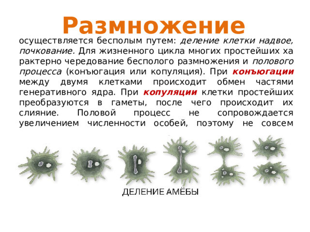 Размножение осуществляется бесполым путем: деление клетки надвое, почкование. Для жизненного цикла многих простейших ха­рактерно чередование бесполого размножения и полового процесса (конъюгация или копуляция). При  конъюгации между двумя клетка­ми происходит обмен частями генеративного ядра. При  копуляции  клетки простейших преобразуются в гаметы, после чего происходит их слияние. Половой процесс не сопровождается увеличением чис­ленности особей, поэтому не совсем правильно его отождествлять с половым размножением. 