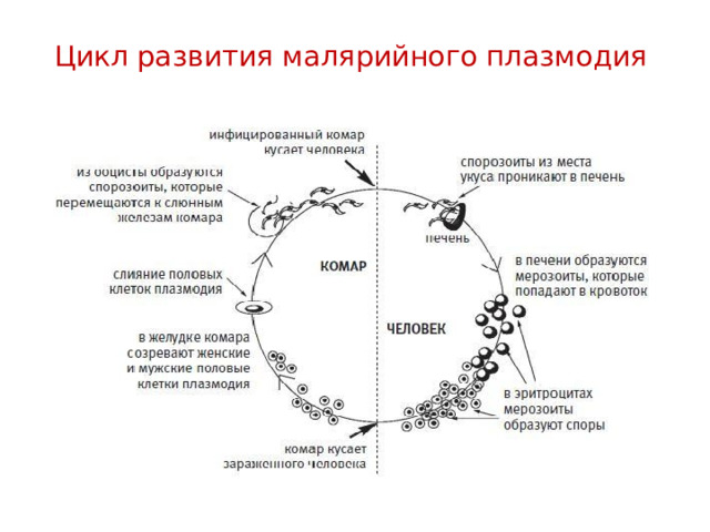 Цикл развития малярийного плазмодия 