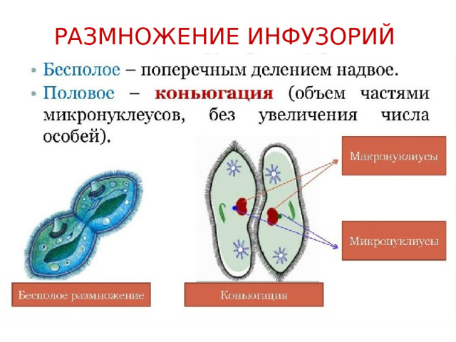 РАЗМНОЖЕНИЕ ИНФУЗОРИЙ 