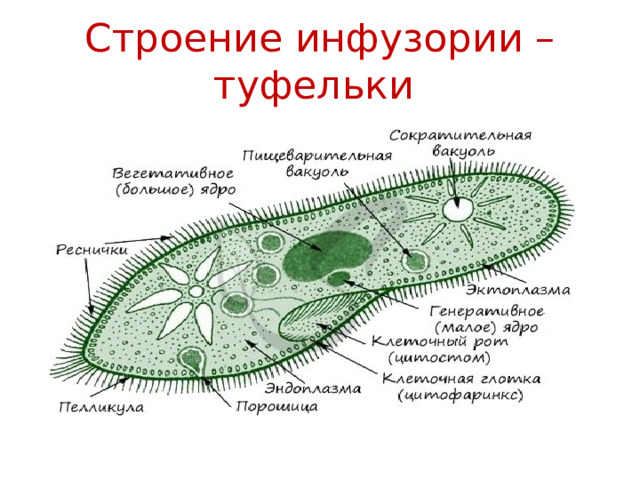 Строение инфузории –туфельки 