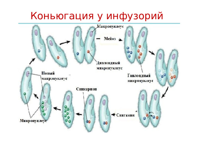 Коньюгация у инфузорий 