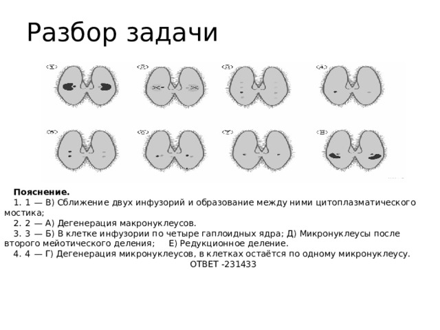 Разбор задачи . Пояснение. 1.    1   — В) Сближение двух инфузорий и образование между ними цитоплазматического мостика; 2.    2   — А) Дегенерация макронуклеусов. 3.    3   — Б) В клетке инфузории по четыре гаплоидных ядра; Д) Микронуклеусы после второго мейотического деления; Е) Редукционное деление. 4.    4   — Г) Дегенерация микронуклеусов, в клетках остаётся по одному микронуклеусу.  ОТВЕТ -231433 