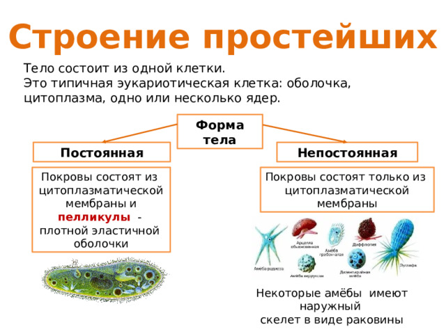 Строение простейших Тело состоит из одной клетки. Это типичная эукариотическая клетка: оболочка, цитоплазма, одно или несколько ядер. Форма тела Постоянная Непостоянная Покровы состоят из Покровы состоят только из цитоплазматической цитоплазматической мембраны и пелликулы - мембраны плотной эластичной оболочки Некоторые амёбы имеют наружный скелет в виде раковины 