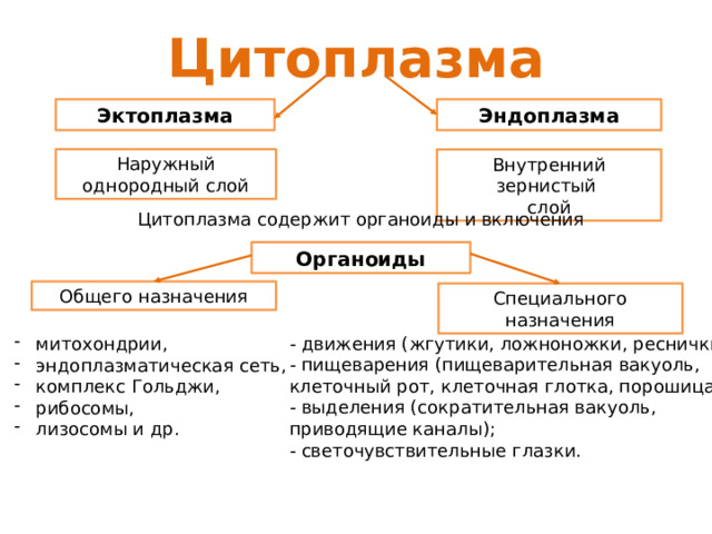 Цитоплазма Эктоплазма Эндоплазма Наружный однородный слой Внутренний зернистый слой Цитоплазма содержит органоиды и включения Органоиды Общего назначения Специального назначения - движения (жгутики, ложноножки, реснички); - пищеварения (пищеварительная вакуоль, клеточный рот, клеточная глотка, порошица); - выделения (сократительная вакуоль, приводящие каналы); - светочувствительные глазки. митохондрии, эндоплазматическая сеть, комплекс Гольджи, рибосомы, лизосомы и др. 