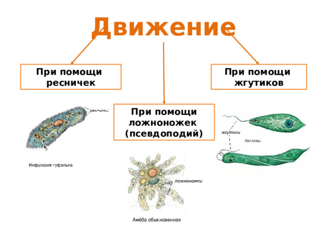 Движение При помощи При помощи жгутиков ресничек При помощи ложноножек (псевдоподий) 