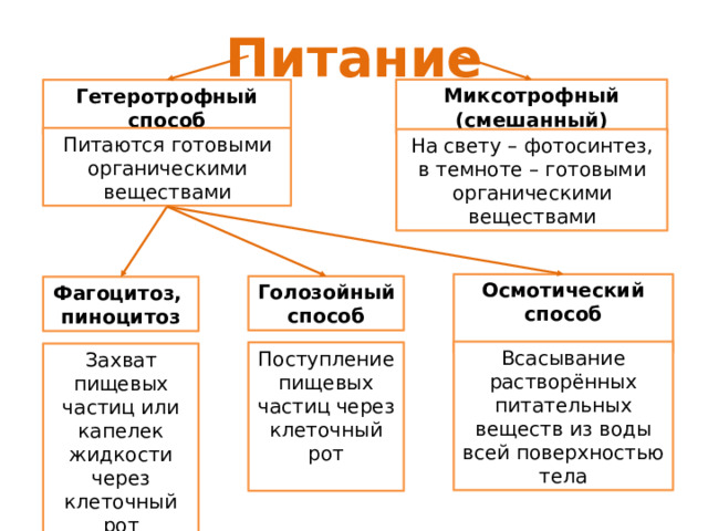 Питание Миксотрофный (смешанный) Гетеротрофный способ Питаются готовыми органическими веществами На свету – фотосинтез, в темноте – готовыми органическими веществами Осмотический способ  Голозойный способ Фагоцитоз, пиноцитоз Всасывание растворённых питательных веществ из воды всей поверхностью тела Поступление пищевых частиц через клеточный рот Захват пищевых частиц или капелек жидкости через клеточный рот 