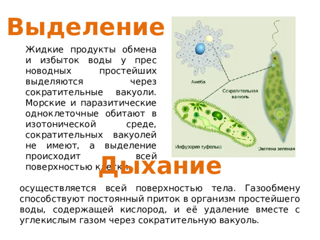 Выделение Жидкие продукты обмена и избыток воды у прес­новодных простейших выделяются через сократительные вакуоли. Морские и паразитические одноклеточные обитают в изотонической среде, сократительных вакуолей не имеют, а выделение происходит всей поверхностью клетки. Дыхание осуществляется всей поверхностью тела. Газообмену способствуют постоянный приток в организм простейшего воды, со­держащей кислород, и её удаление вместе с углекислым газом через сократительную вакуоль. 