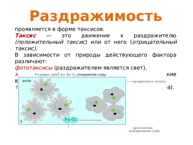 Раздражимость проявляется в форме таксисов.  Таксис — это дви­жение к раздражителю (положительный таксис ) или от него ( отрица­тельный таксис).  В зависимости от природы действующего фактора различают: фототаксисы (раздражителем является свет),  хемотакси­сы (раздражителем являются химические вещества) термотаксисы (раздражителем является температура). 