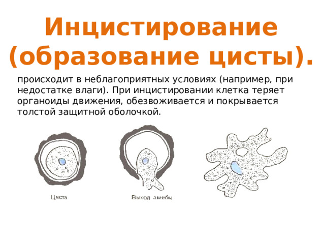 Инцистирование (образование цисты). происходит в неблагоприят­ных условиях (например, при недостатке влаги). При инцистировании клетка теряет органоиды движения, обезвоживается и покрыва­ется толстой защитной оболочкой. 