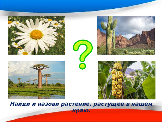 Найди и назови растение, растущее в нашем краю. 