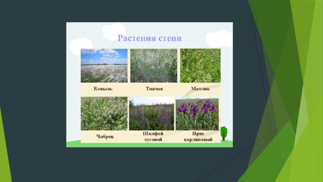 Природные зоны России