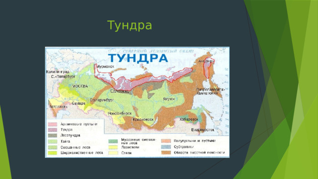 Тундра 