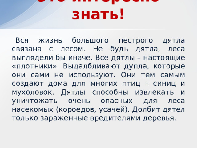 Это интересно знать! Вся жизнь большого пестрого дятла связана с лесом. Не будь дятла, леса выглядели бы иначе. Все дятлы – настоящие «плотники». Выдалбливают дупла, которые они сами не используют. Они тем самым создают дома для многих птиц – синиц и мухоловок. Дятлы способны извлекать и уничтожать очень опасных для леса насекомых (короедов, усачей). Долбит дятел только зараженные вредителями деревья. 