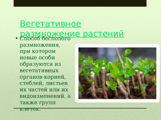 Вегетативное размножение растений Способ бесполого размножения, при котором новые особи образуются из вегетативных органов-корней, стеблей, листьев их частей или их видоизменений, а также групп клеток. 