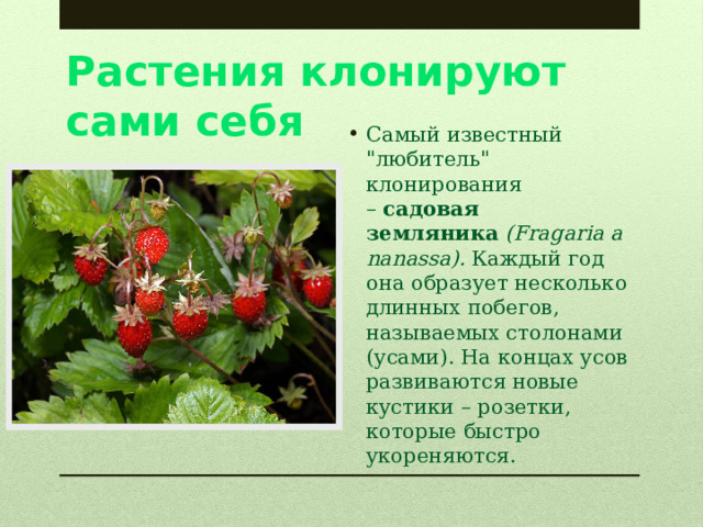 Растения клонируют сами себя Самый известный 