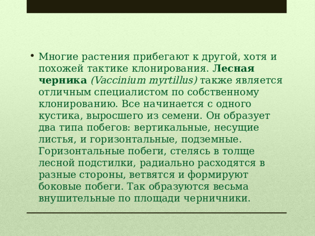 Многие растения прибегают к другой, хотя и похожей тактике клонирования.  Лесная черника   (Vaccinium myrtillus)  также является отличным специалистом по собственному клонированию. Все начинается с одного кустика, выросшего из семени. Он образует два типа побегов: вертикальные, несущие листья, и горизонтальные, подземные. Горизонтальные побеги, стелясь в толще лесной подстилки, радиально расходятся в разные стороны, ветвятся и формируют боковые побеги. Так образуются весьма внушительные по площади черничники. 