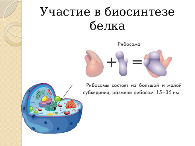 Участие в биосинтезе белка 