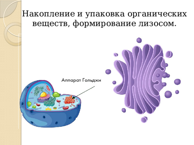 Накопление и упаковка органических веществ, формирование лизосом. 