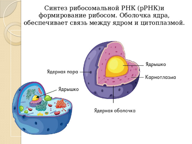 Синтез рибосомальной РНК (рРНК)и формирование рибосом. Оболочка ядра, обеспечивает связь между ядром и цитоплазмой. 