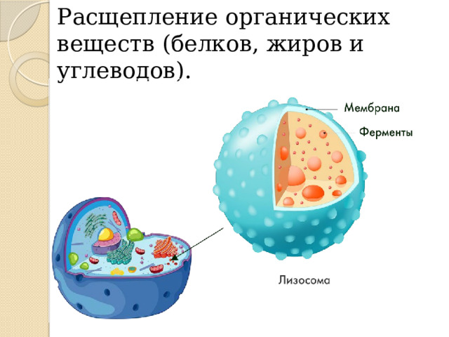 Расщепление органических веществ (белков, жиров и углеводов). 