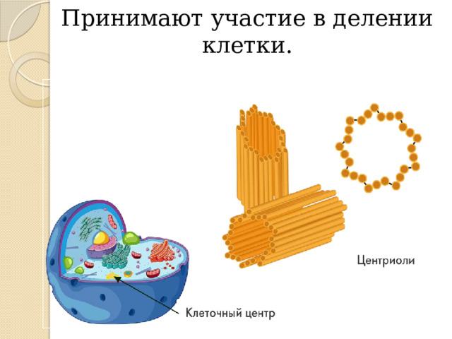 Принимают участие в делении клетки. 