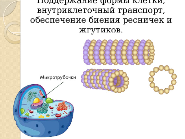 Поддержание формы клетки, внутриклеточный транспорт, обеспечение биения ресничек и жгутиков. 