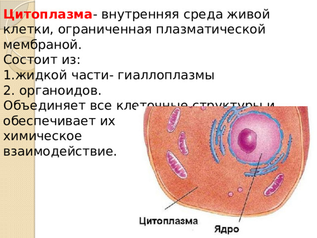 Цитоплазма - внутренняя среда живой клетки, ограниченная плазматической мембраной. Состоит из: 1.жидкой части- гиаллоплазмы 2. органоидов. Объединяет все клеточные структуры и обеспечивает их химическое взаимодействие. 