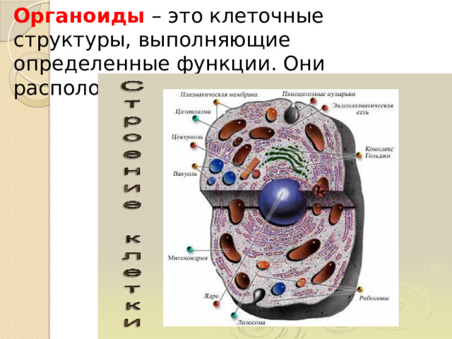 Органоиды – это клеточные структуры, выполняющие определенные функции. Они расположены в цитоплазме клеток. 