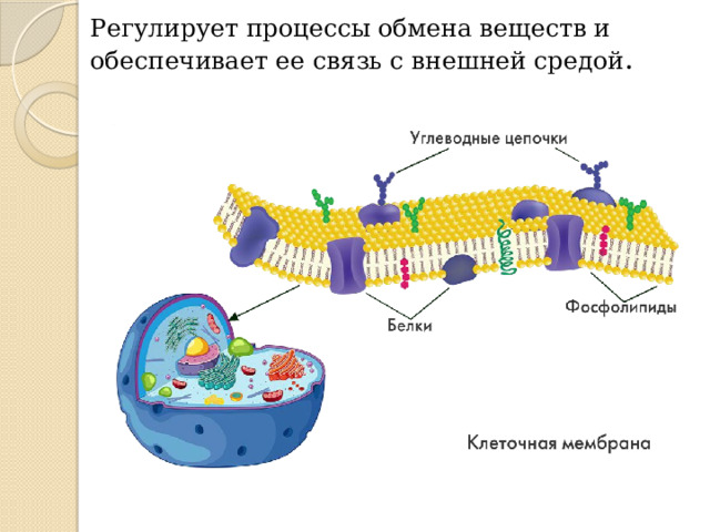 Регулирует процессы обмена веществ и обеспечивает ее связь с внешней средой . 