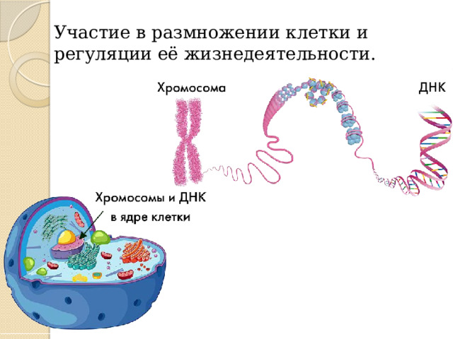 Участие в размножении клетки и регуляции её жизнедеятельности. 