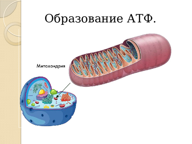 Образование АТФ. 