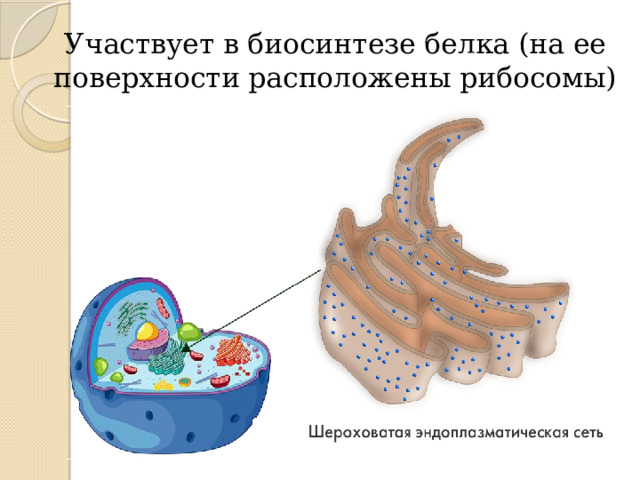 Участвует в биосинтезе белка (на ее поверхности расположены рибосомы) 