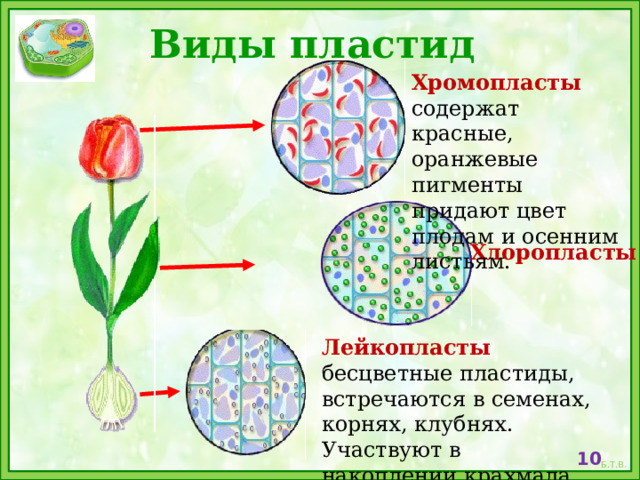 Виды пластид Хромопласты содержат красные, оранжевые пигменты придают цвет плодам и осенним листьям. Хлоропласты Лейкопласты  бесцветные пластиды, встречаются в семенах, корнях, клубнях. Участвуют в накоплении крахмала .  