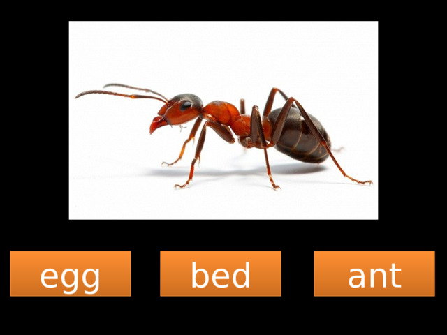 egg bed ant