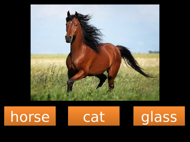 horse cat glass