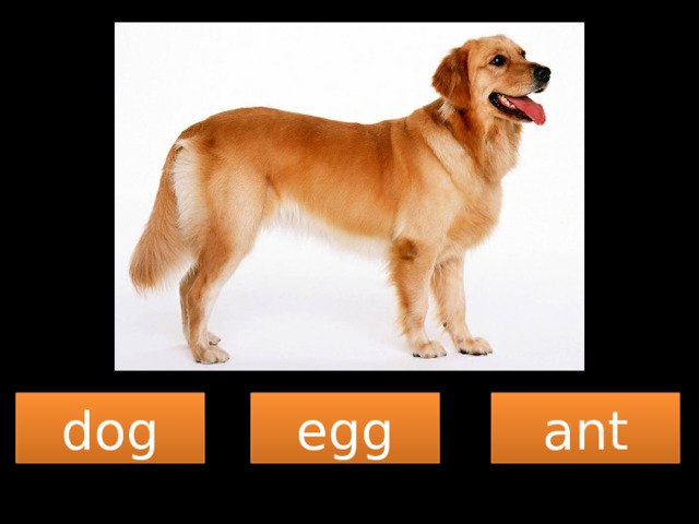 dog egg ant