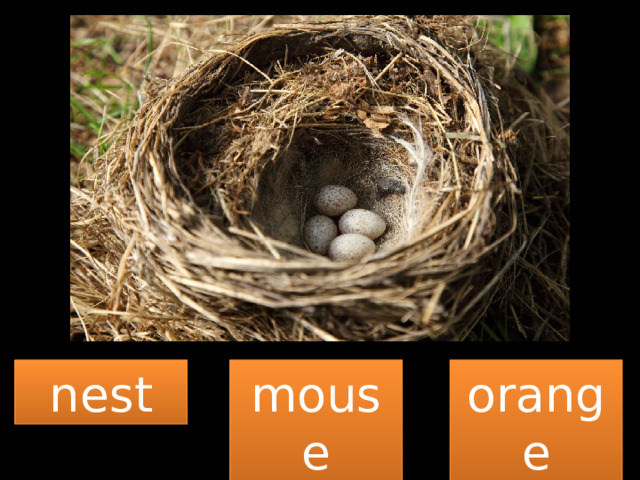 nest mouse orange